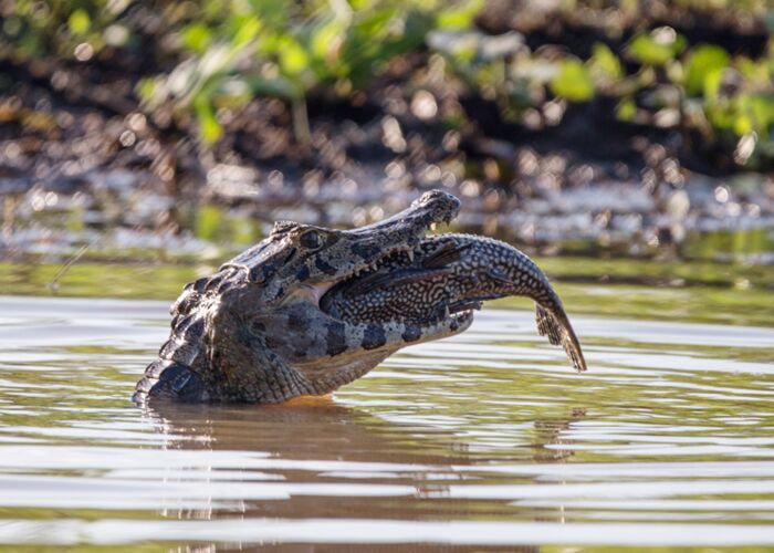 Auf der Bootssafari durch das Pantanal beobachten wir Kaimane