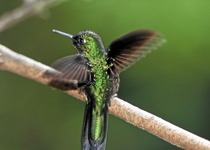 Das Klima und die Natur in Kolumbien gefällt Kolibris