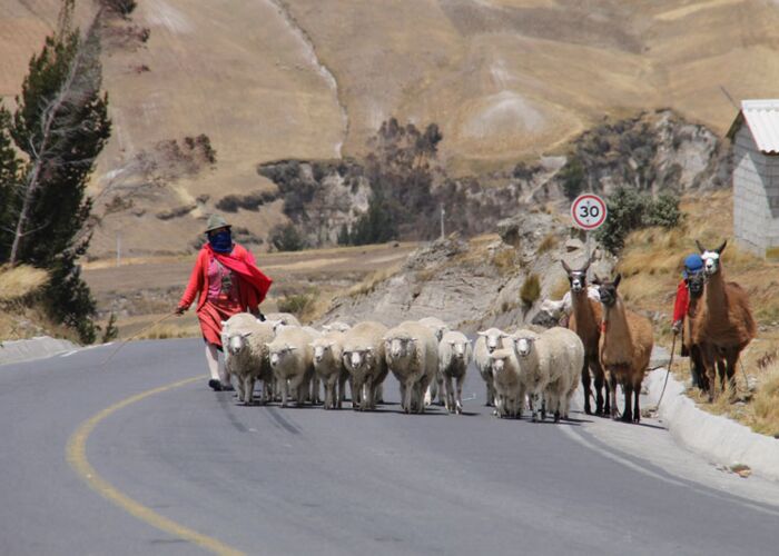 Viehtrieb von Schafen und Lamas im Hochland Ecuadors