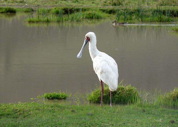 Vogelbeobachtung auf einer privaten Safari nach Südtanzania