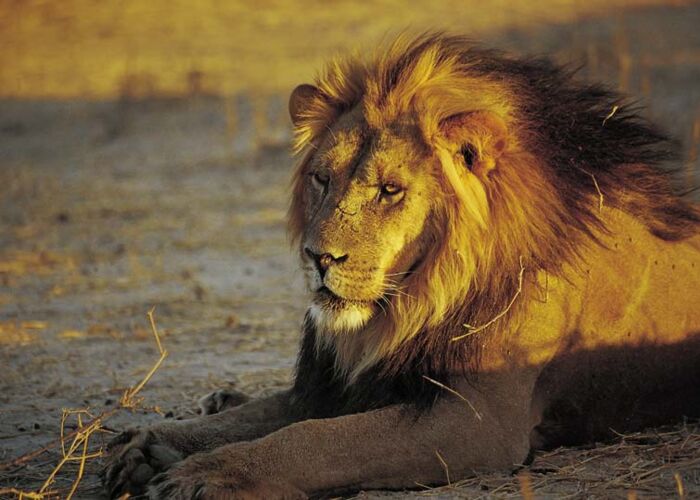 Besonders der Krüger Nationalpark bietet sich für Tierbeobachtungen und Safaris an