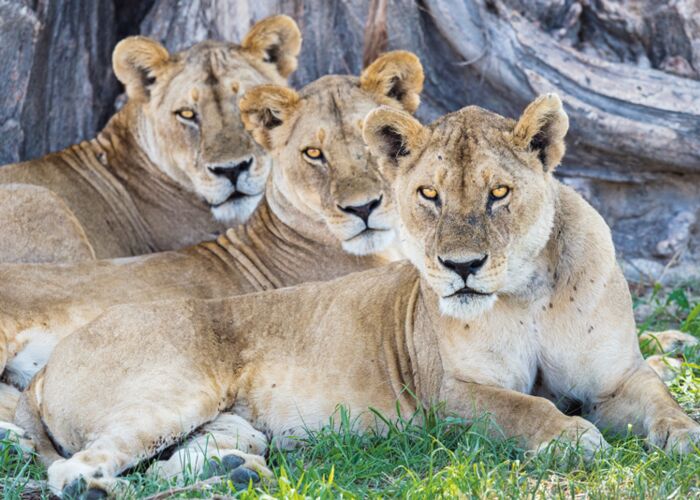 Der beste Ort um Löwen in Sambia zu beobachten ist der Kafue-Nationalpark