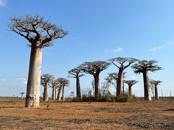 Die Baobab Affenbrotbäume auf Madagaskar sind ein beliebtes Fotomotiv.