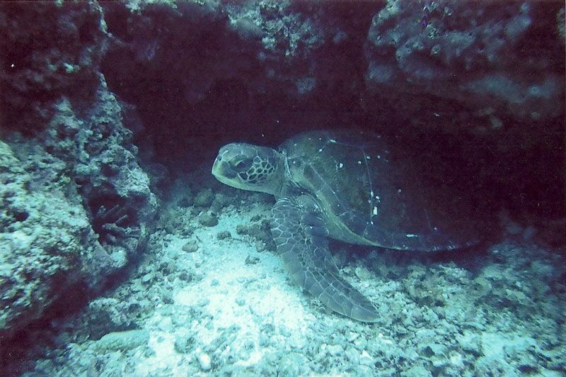 Eine Galapagos-Meeresschildkröte versteckt sich beim Schnorcheln zwischen den Korallen