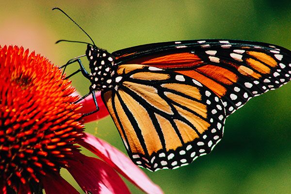Auf ihrem Weg in den Süden machen die Monarch Falter im Point Pelee Nationalpark Halt.