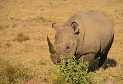 Der Artenschutz in Kenia wird von der Aktionsgemeinschaft Artenschutz e.V. unterstützt.