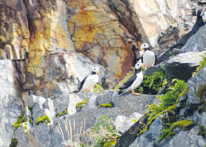 Im Glacier Bay Nationalpark (UNESCO Weltnaturerbe) kann man die putzigen Papageientaucher beobachten