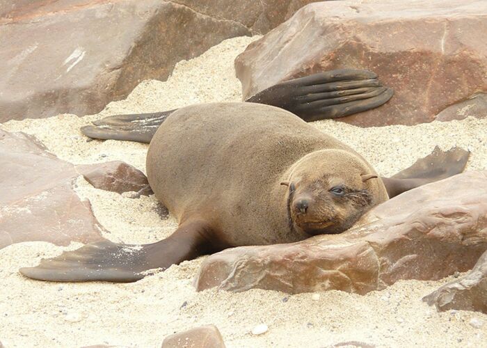 Bei der Südafrika Reise beobachten wir Robben an der Küste von Cape Cross