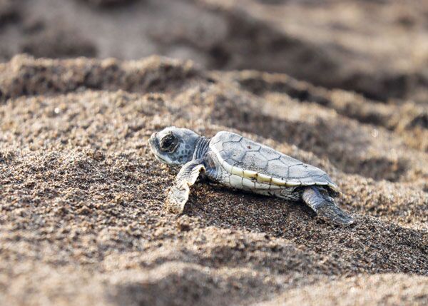 Kleine, frisch geschlüpfte Schildkröte im Tortuguero Nationalpark