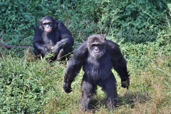 Beobachtung von freilebenden Schimpansen in den Ruwenzori Bergen Ugandas
