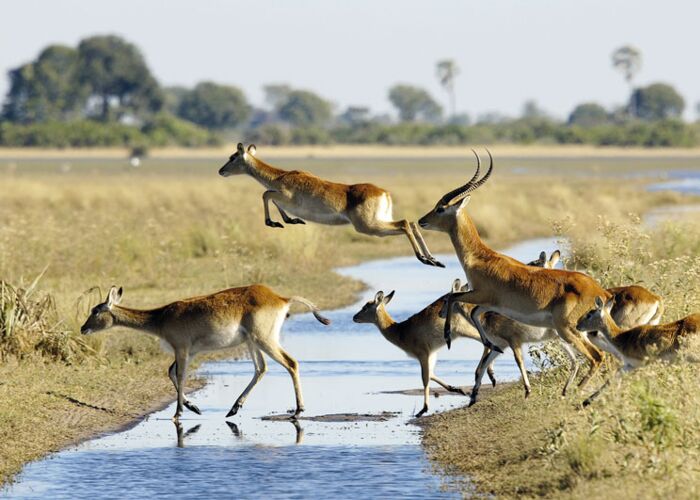 Auf Springbocksafari bei der Botswana Safari im Moremi Wildschutzgebiet