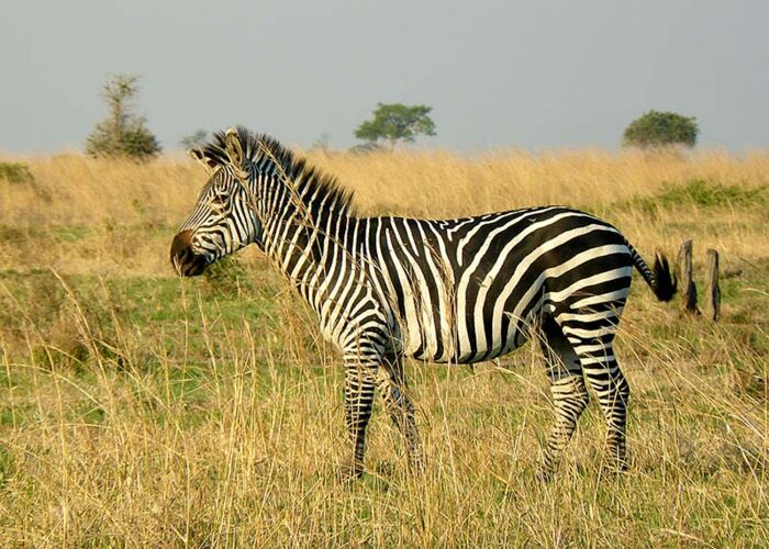 Naturerlebnis in Nordtanzania auf einer geführten WIGWAM-Safari