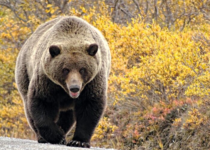 Bei der Alaska Reise führt uns der deutsche Reiseleiter zur Bärenbeobachtung im Denali Nationalpark