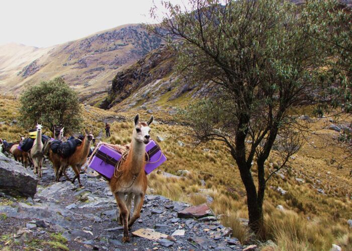 Beim Wandern in Peru tragen die Tragtiere das Gepäck