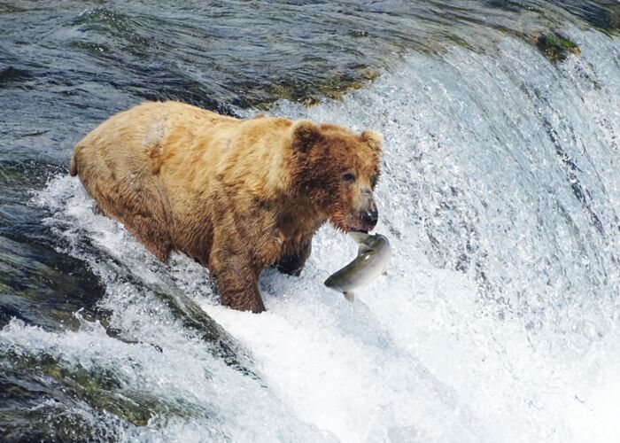 Beste Reisezeit zur Bärenbeobachtung im Katmai oder Lake Clark Nationalpark ist Juli und August