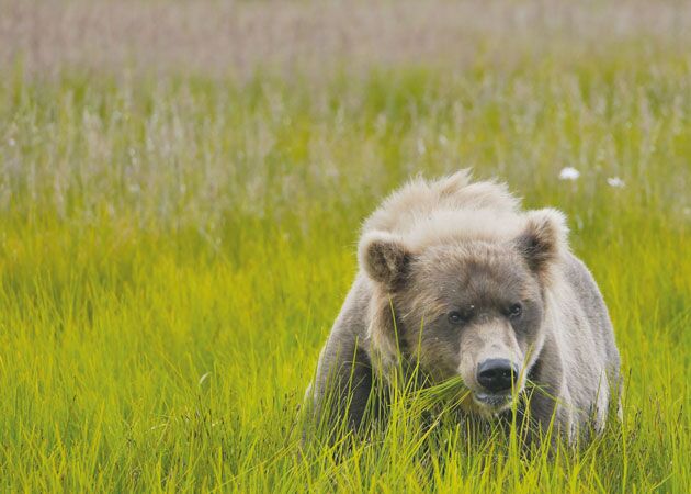 Per Wasserflugzeug geht es zur Bärenbeobachtung in den Lake Clark Nationalpark