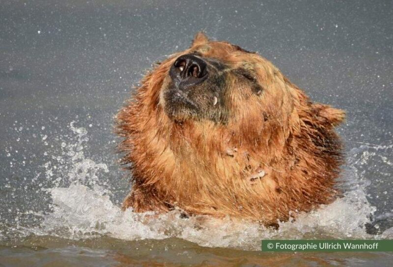 Der Kamtschatka-Braunbär ernährt sich hauptsächlich von Fischen