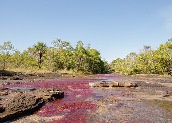 Rote Pflanzen schimmern im Wasser des Caño Cristales im Macarena Nationalpark