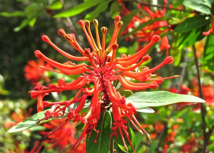 In vielen patagonischen Nationalparks wächst der rote Chilenische Feuerbusch