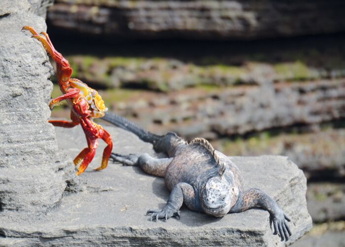 Auf Galapagos kann man kuriose Echsen bestaunen