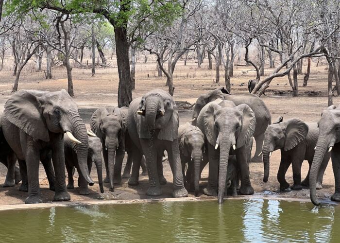 Auf Safari durch das Majete Wildlife Reserve beobachten wir Elefanten