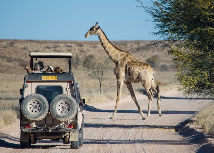 Bei der geführten Kleingruppenreise durch Südafrika begegnen wir Safari-Tieren