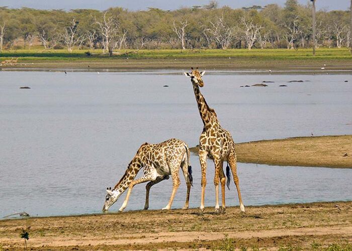 Privatsafari im Süden Tanzanias