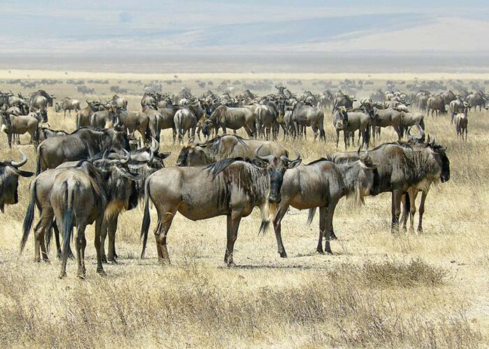 Naturnah unterwegs auf einer Privatsafari