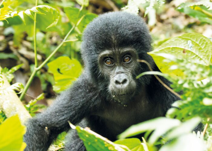 Auf der Uganda Trekkingreise besuchen wir die letzten Berggorillas im Bwindi Nationalpark