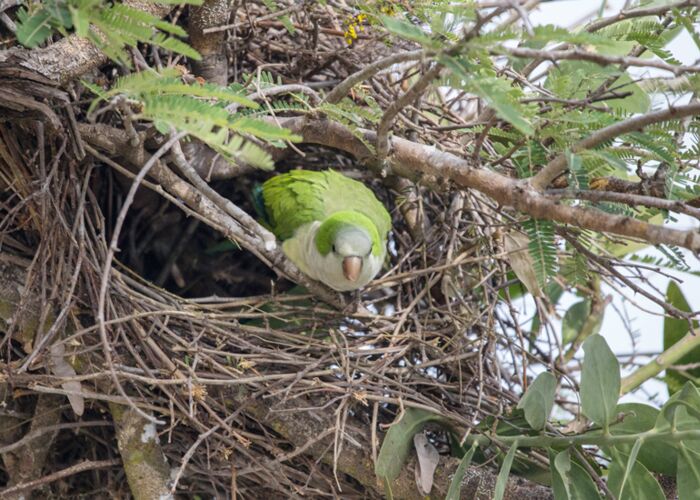 Im Pantanal gibt es zahlreiche Papageigenarten
