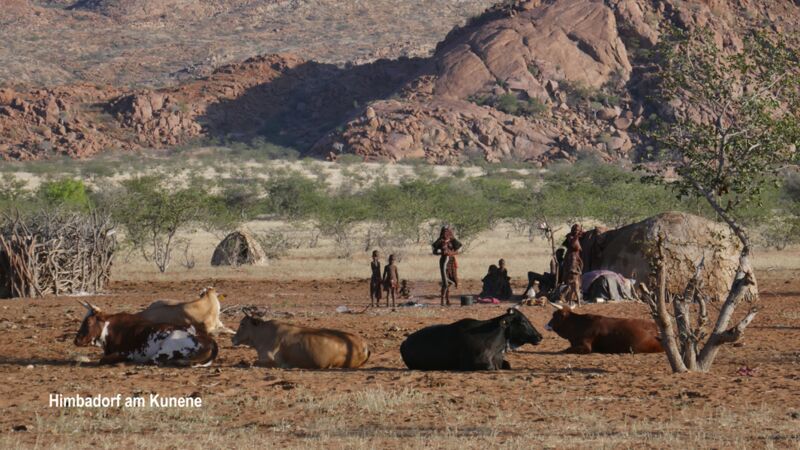 Am Kunene in Namibia erleben wir hautnah das Volk der Himba beim Kühe hüten in ihrem dorf
