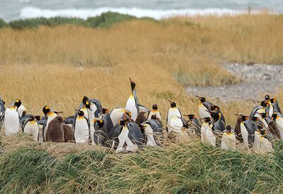 Eine Mischung aus ausgewachsenen Königspinguinen und Jungtieren leben dauerhaft in Patagonien