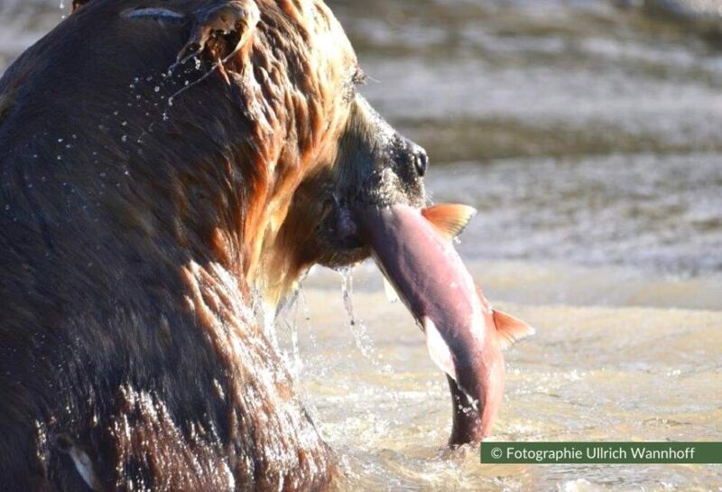 Bären beim Lachs fangen beobachten in Kamtschatka