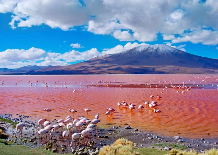 Die bunte Laguna Colorada mit Flamingos