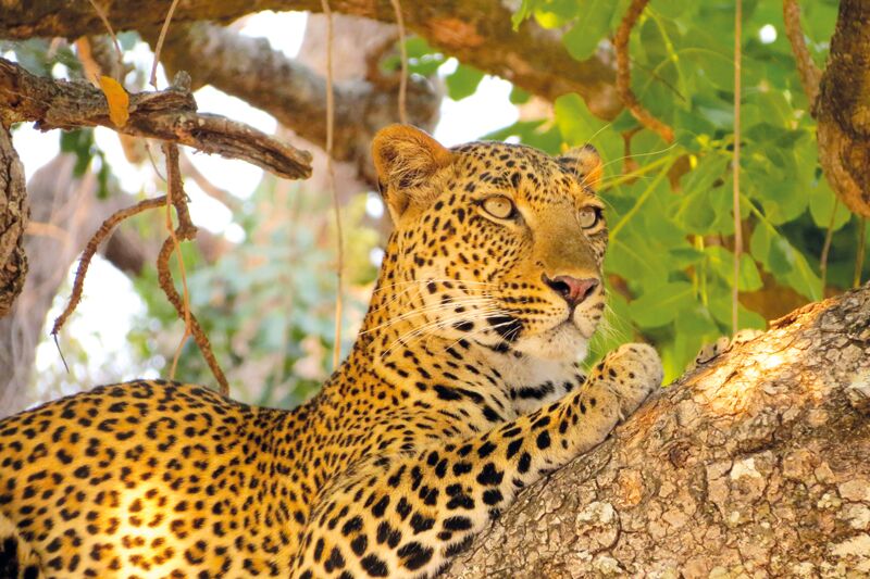 Der Leopard kann bei einer Pirschfahrt im Serengeti Nationalpark beobachtet werden