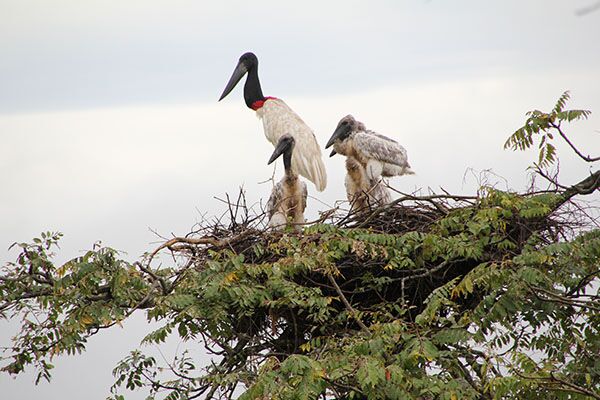 Während unserer Rundreise beobachten wir in den Llanos in Venezuela viele Vögel beim Nisten.