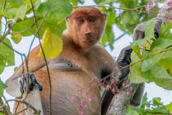 Die Nasenaffen leben in den Regenwäldern und Magrovenwäldern und kommen ausschließlich in Borneo vor