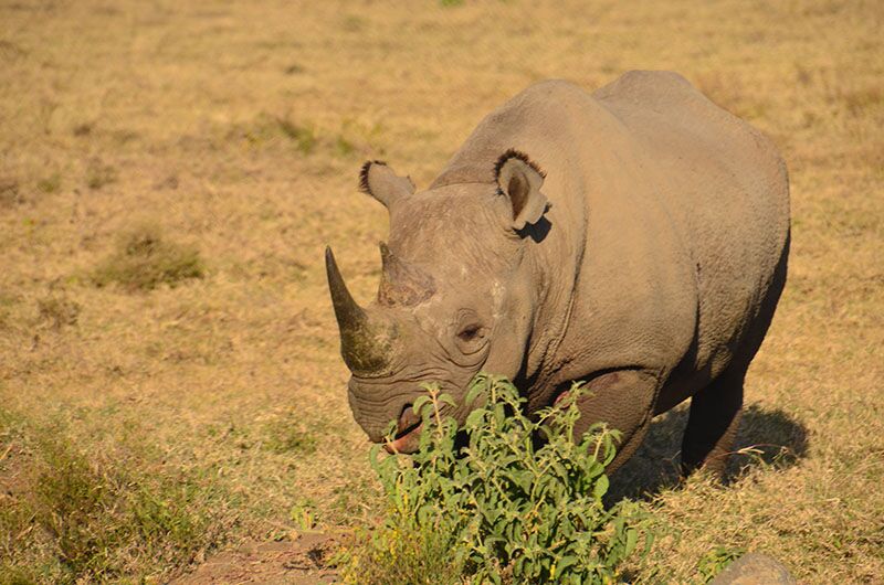 Der Artenschutz in Kenia wird von der Aktionsgemeinschaft Artenschutz e.V. unterstützt.