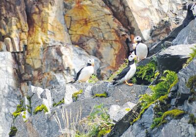 Im Glacier Bay Nationalpark (UNESCO Weltnaturerbe) kann man die putzigen Papageientaucher beobachten