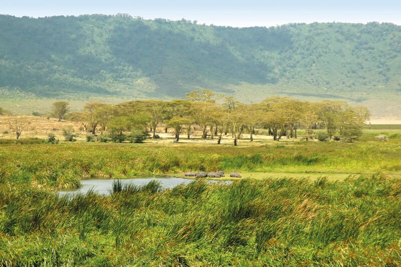Der Ngorongoro Krater bietet sich ideal zur Beobachtung von Gnus, Zebras und Büffeln an