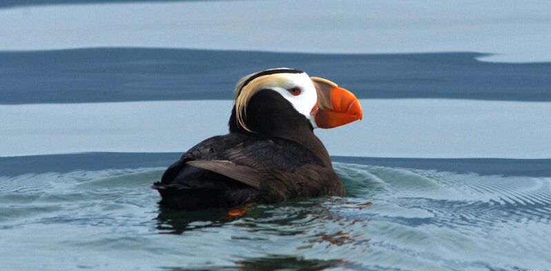 Unzählige Vögel, und auch den wunderschönen Puffin, erleben wir auf unserer Bootsexkursion im Glacier Bay Nationalpark in Alaska.