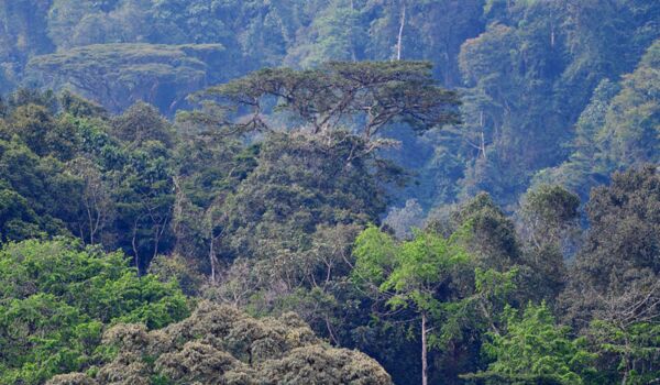 Uganda Expedition mit Gorilla Beobachtung und Trekking im Regenwald des Bwindi