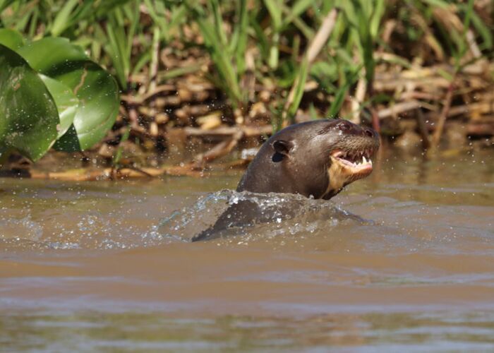 Wir beobachten bei der Amazonas-Expedition den Riesenotter beim Fischen