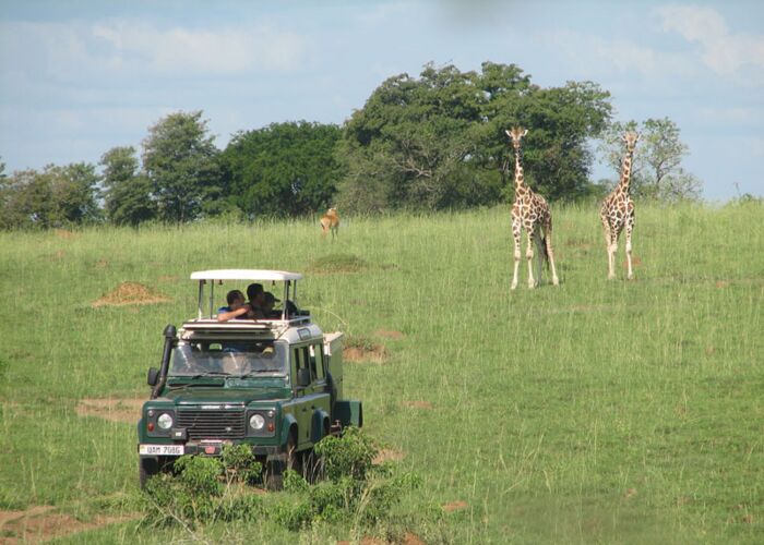 Giraffen kreuzen den Weg im Queen Elizabeth Nationalpark