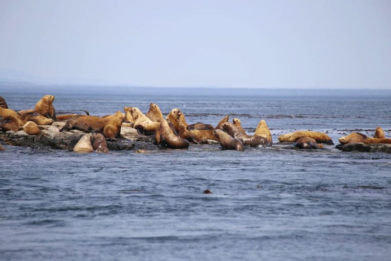 Bootsausflug Trinity Bay mit Walbeobachtung und Beobachtung von Seelöwen und Robben