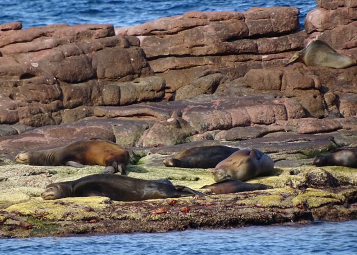 Bei der Baja California Reise können Sie mit Seehunden schwimmen