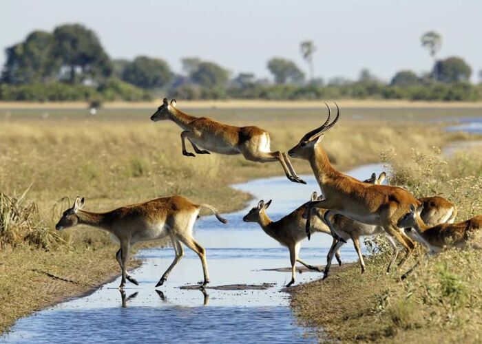 Im Central Kalahari Wildschutzgebiet unternehmen wir zahlreiche Pirschfahrten