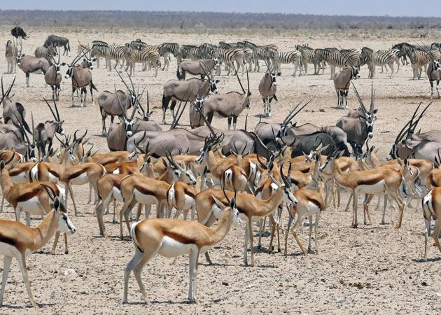 Im Etosha Nationalpark gibt es zahlreiche Tierbeobachtungsmöglichkeiten