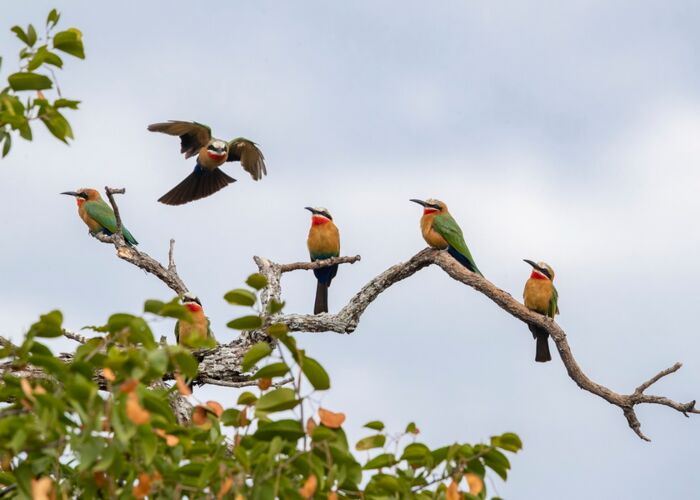 Bei der Safari durch Zimbabwe begleiten uns die buten Weißstirnspint-Vögel