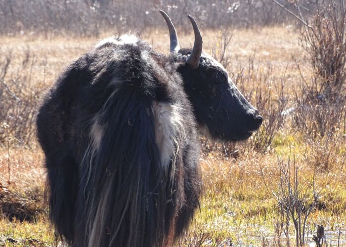 Immer wieder entdecken wir ein Yak-Rind während unserer Mongolei Wanderreise.